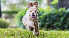 Американський кокер-спанієль (фото): devotee і красивий друг, deft hunter